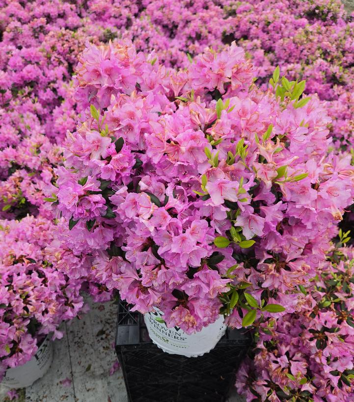 Rhododendron x Black Hat®