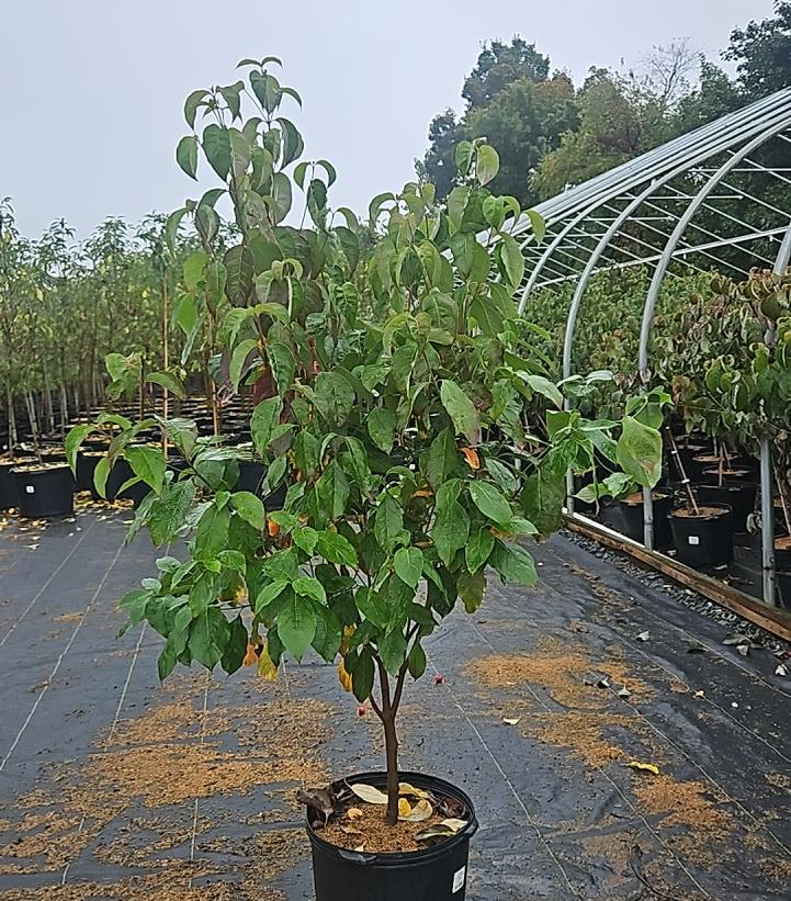 Cornus florida Spring Grove®