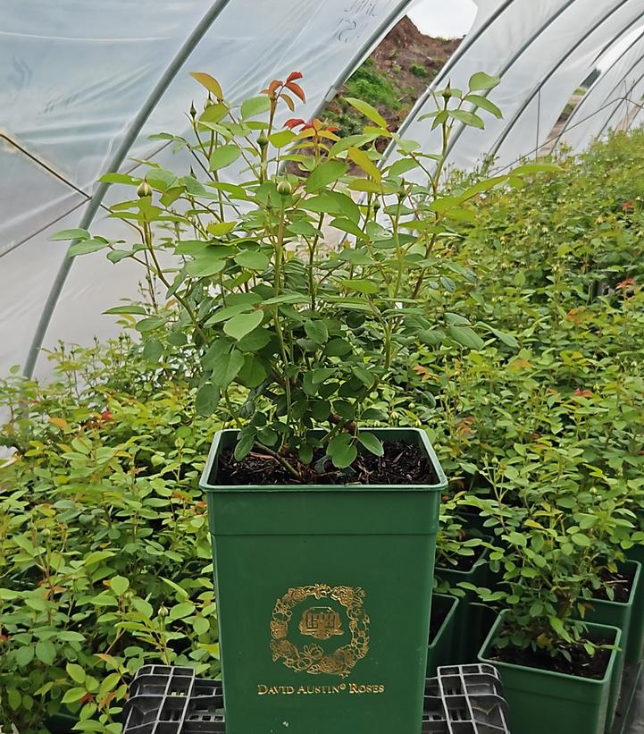 Rosa Windermere