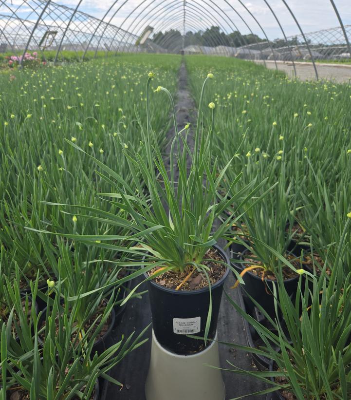 Allium x Cobalt Millenium