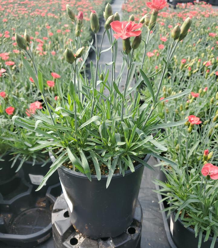 Dianthus x EverLast™ 'Peach'
