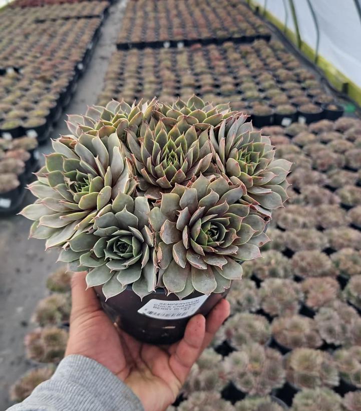 Sempervivum Chick Charms® Berry Blues™