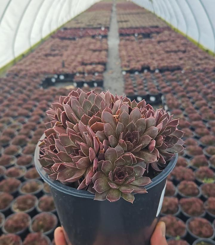 Sempervivum Chick Charms® Chocolate Kiss™