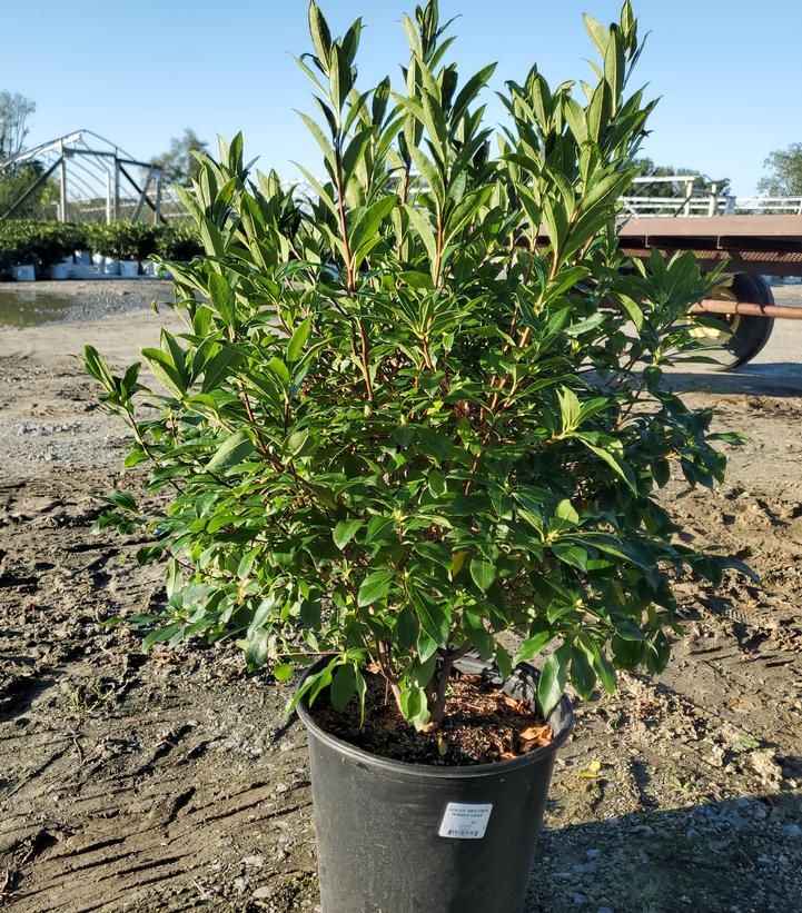 Azalea x 'Weston Pennsylvania'