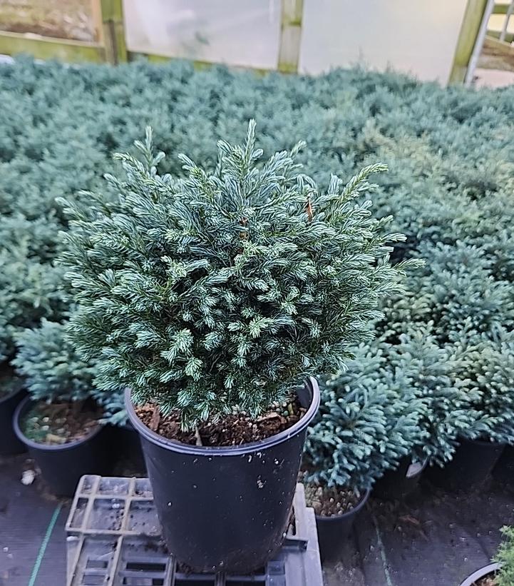 Chamaecyparis pisifera 'Blue Moon'