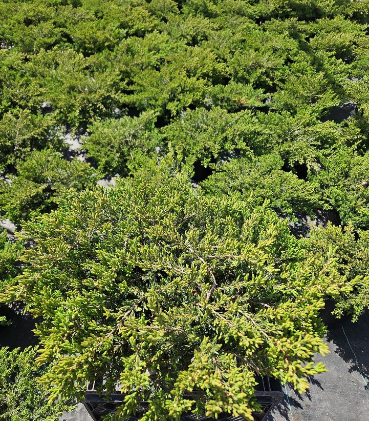 Juniperus communis Alpine Carpet®