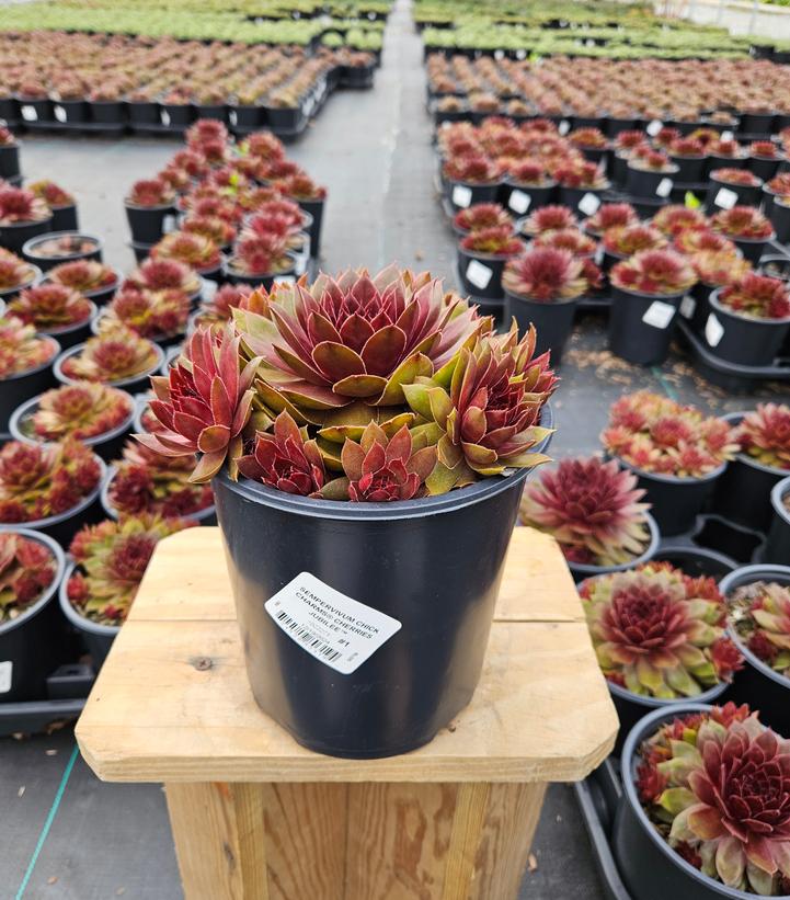 Sempervivum Chick Charms® Cherries Jubilee™