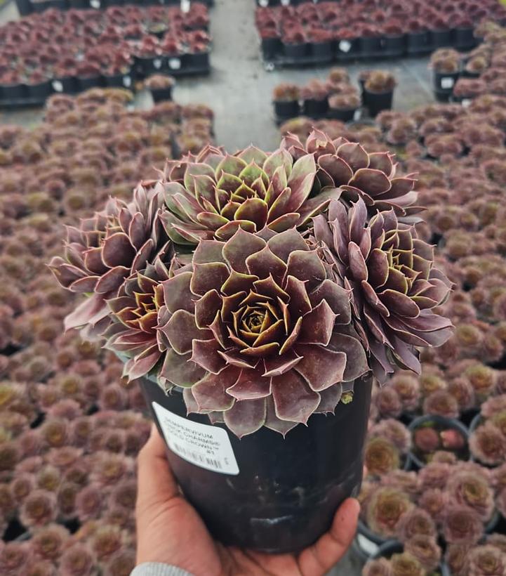 Sempervivum Chick Charms® Gold Crown™