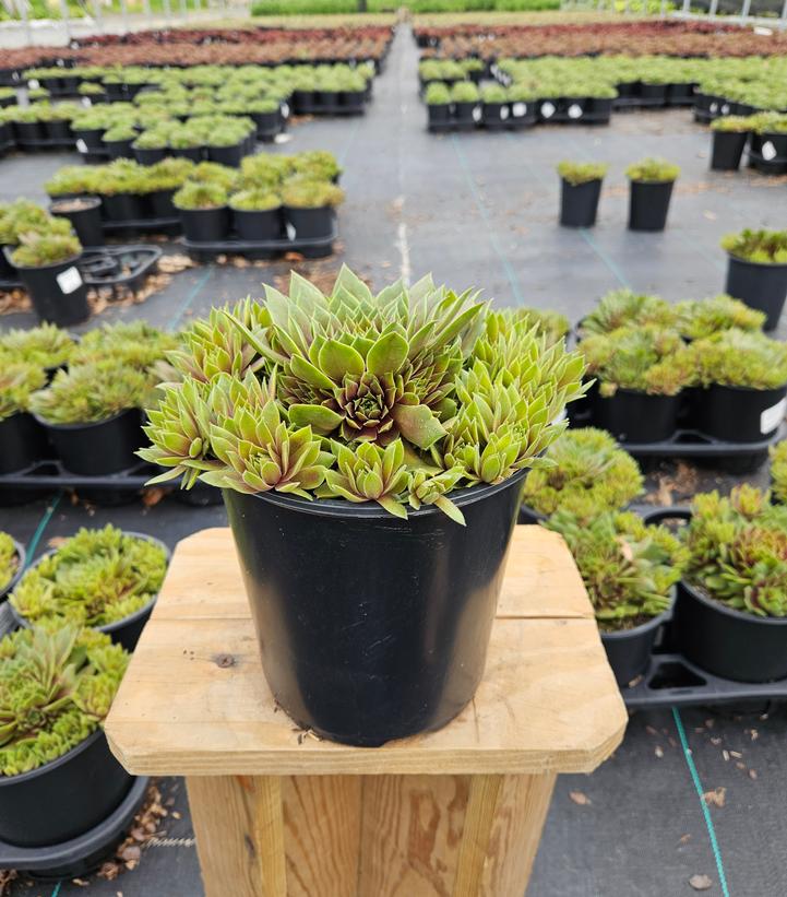 Sempervivum Chick Charms® Lemon Waves™
