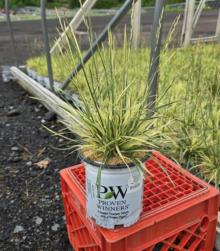 Festuca arundinacea Perfect Edging