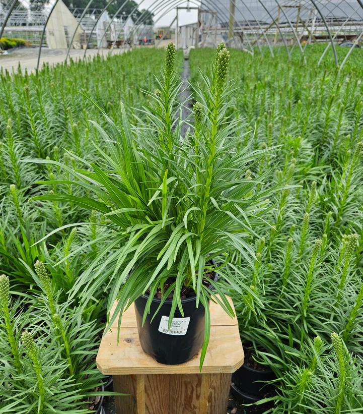 Liatris spicata Kobold Original