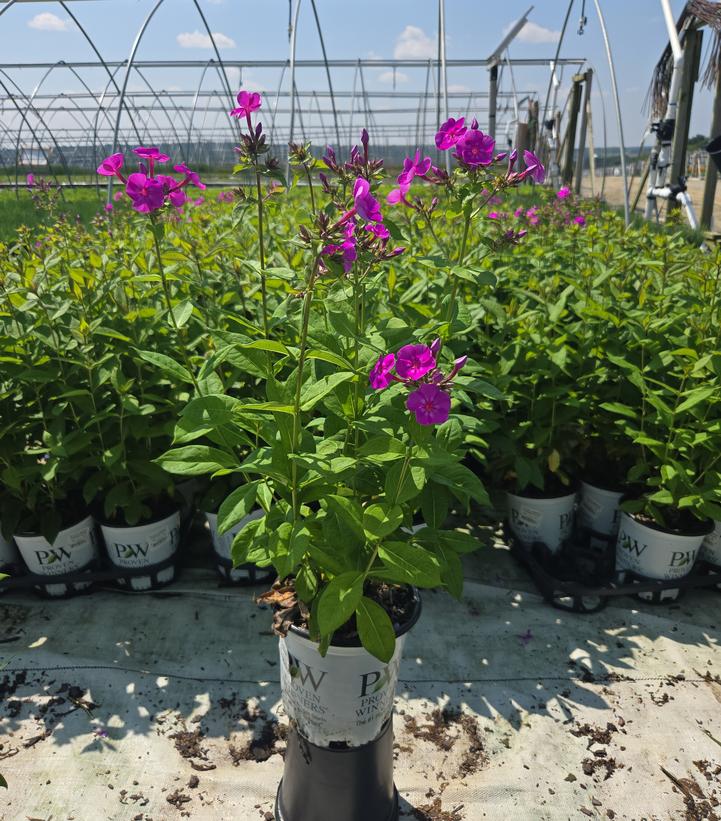 Phlox paniculata Luminary® 'Evening Glow'