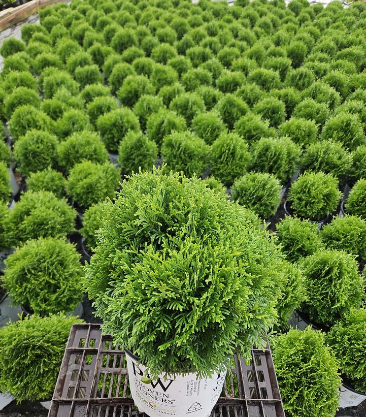 Thuja occidentalis Tater Tot®