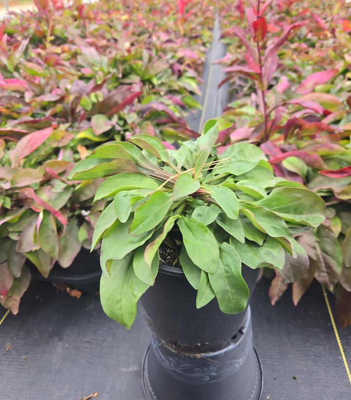 Penstemon digitalis 'Alba'