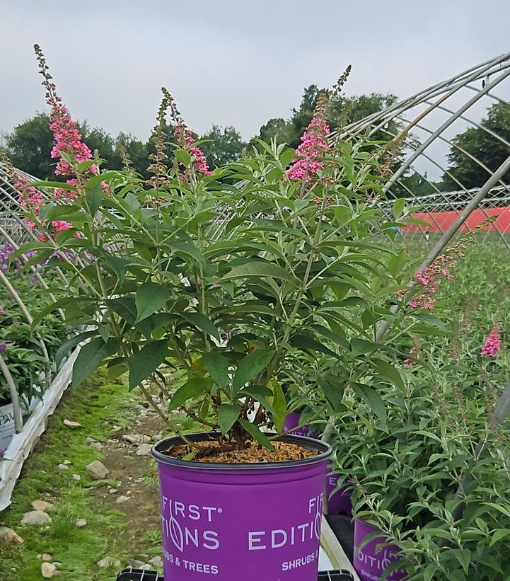 Buddleia davidii Trippy Pink®