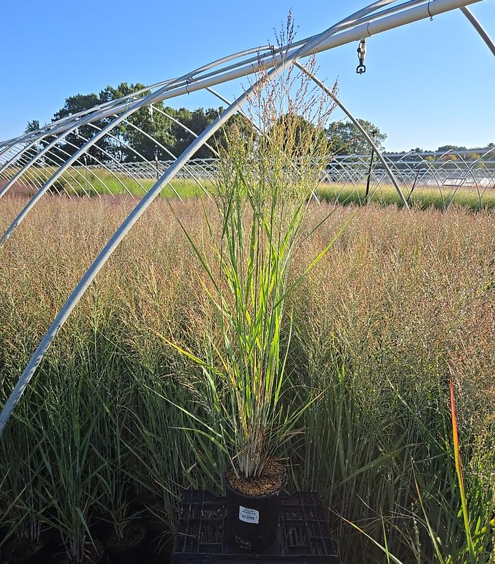 Panicum virgatum 'Smoking Gun'