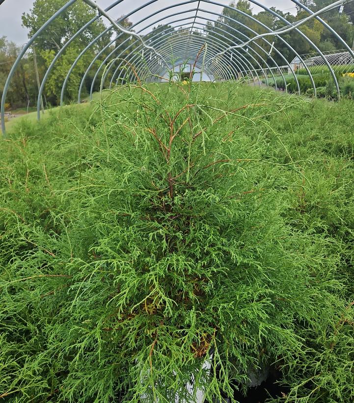 Chamaecyparis lawsoniana Haywire®