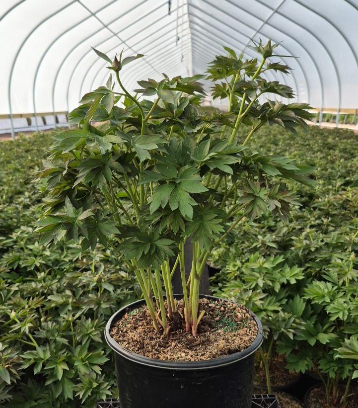 Paeonia x ITOH 'First Arrival'