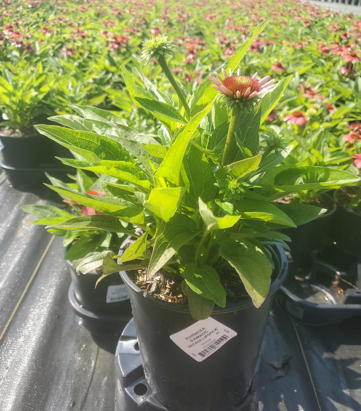 Echinacea x Sunmagic® 'Vintage Lipstick'