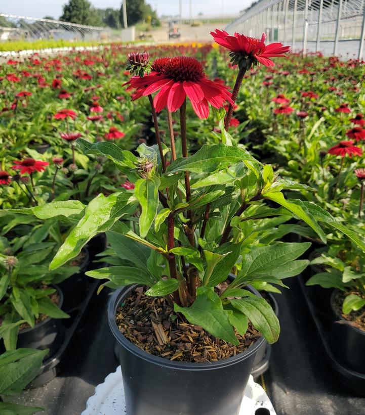 Echinacea x Sunmagic® 'Vintage Hot Red'