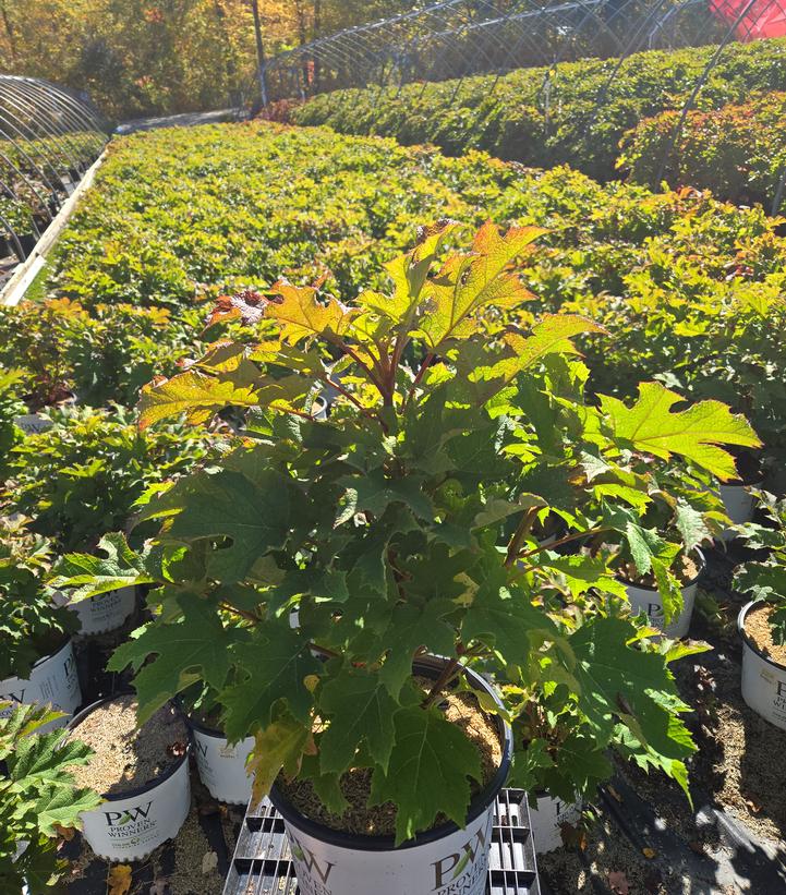 Hydrangea quercifolia Gatsby Glow Ball®