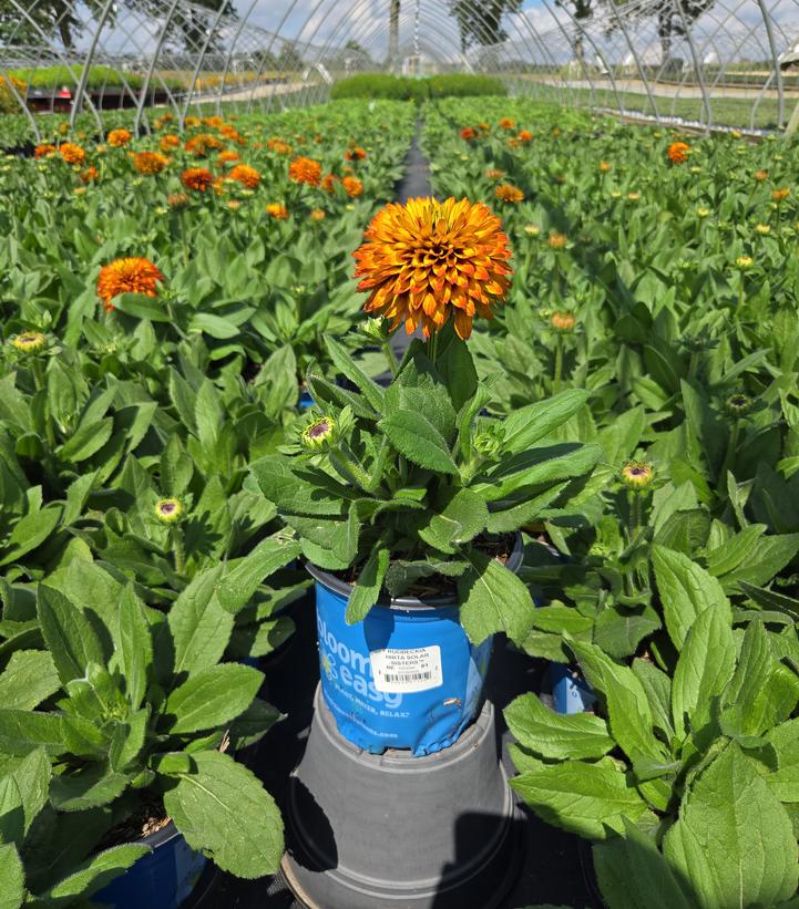 Rudbeckia hirta Solar Sisters™
