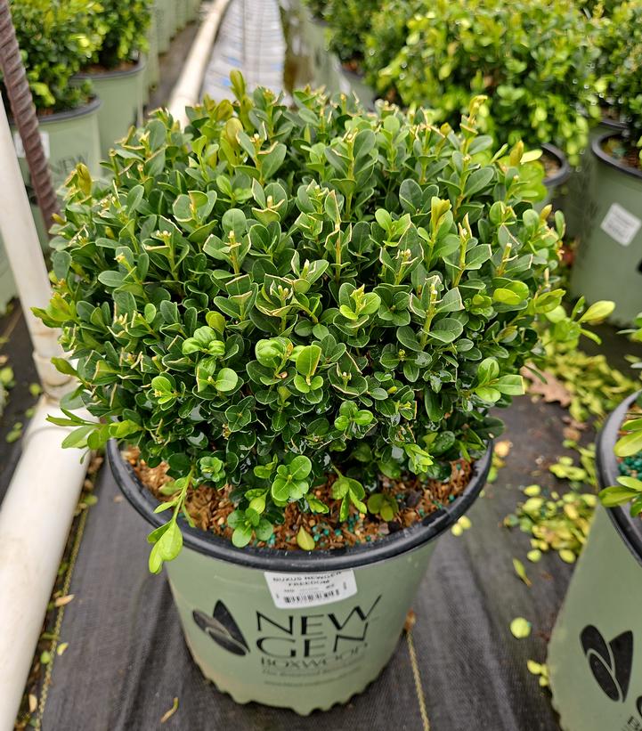 Buxus NewGen Freedom®