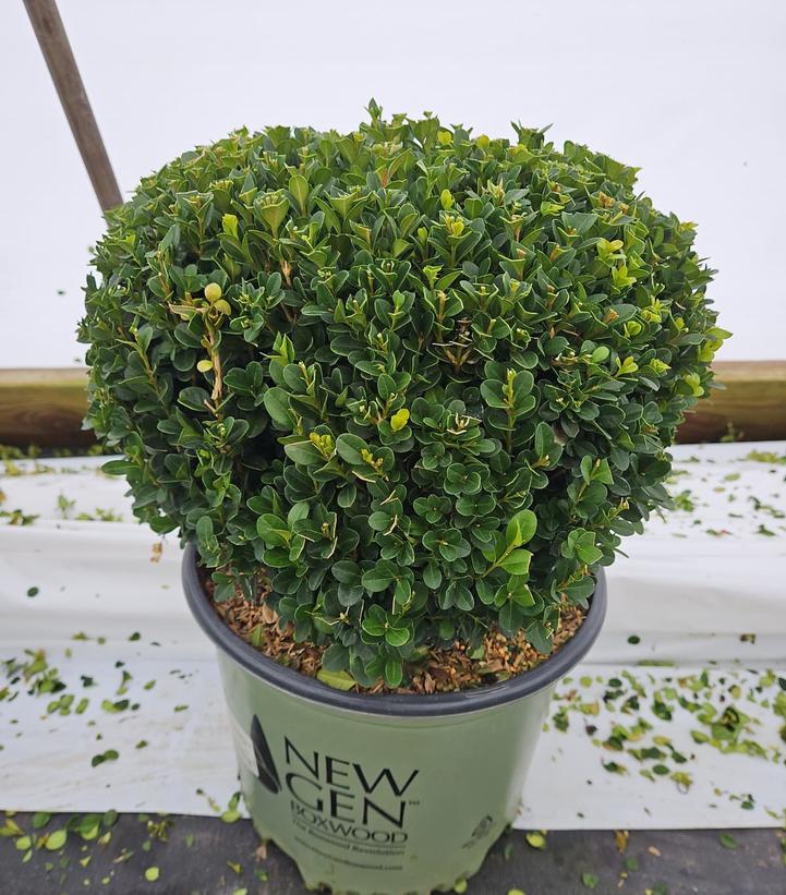 Buxus NewGen Freedom®