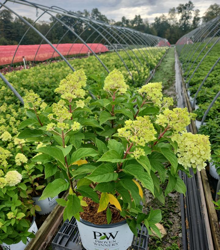 Hydrangea paniculata Powerball™