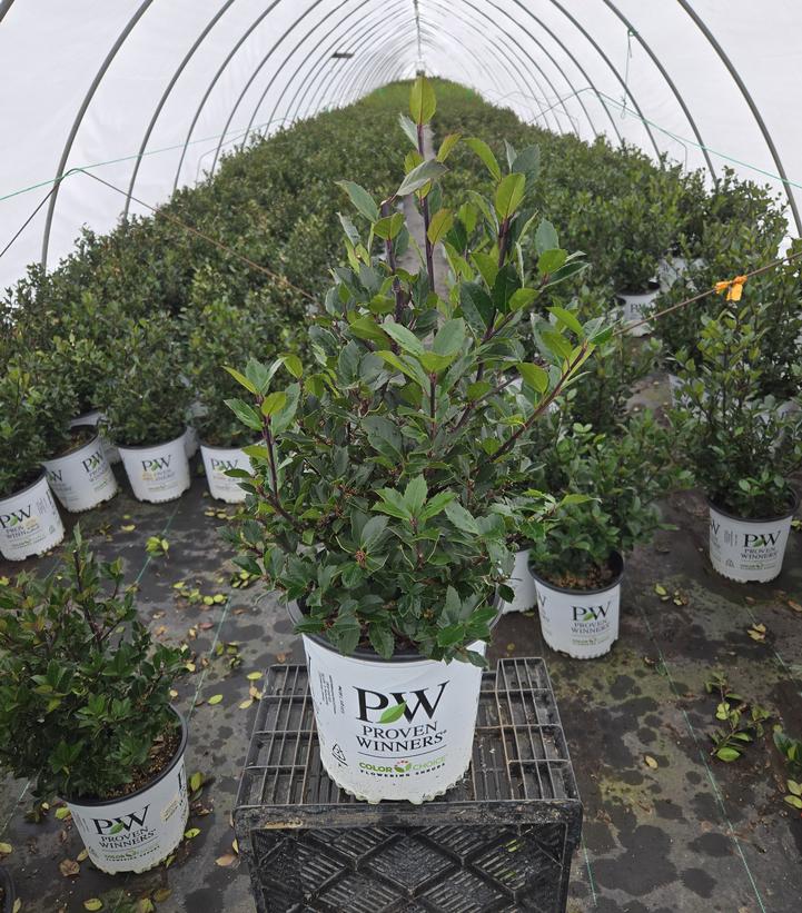 Ilex x Castle Rouge®