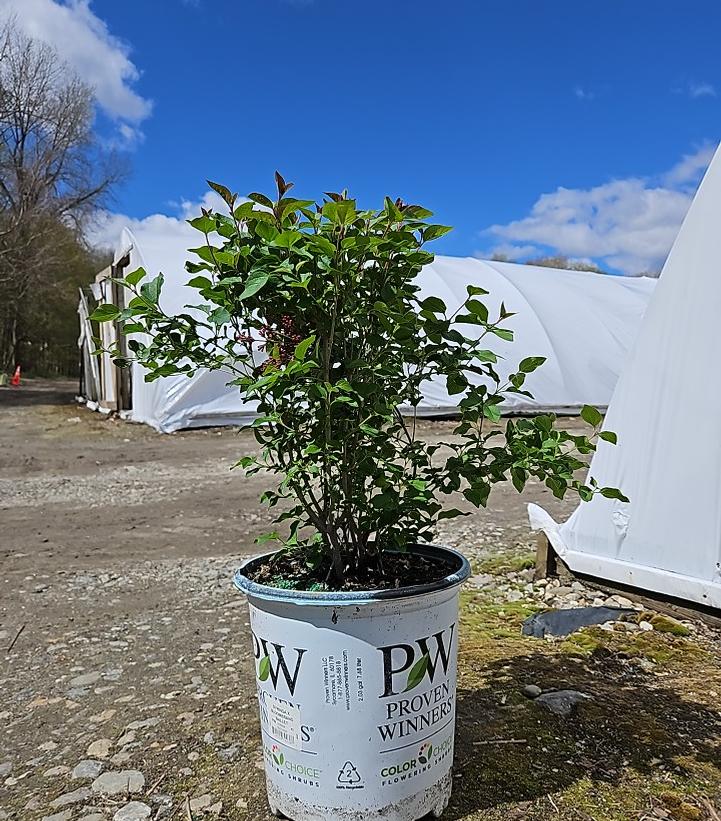 Syringa x Bloomerang Ballet®