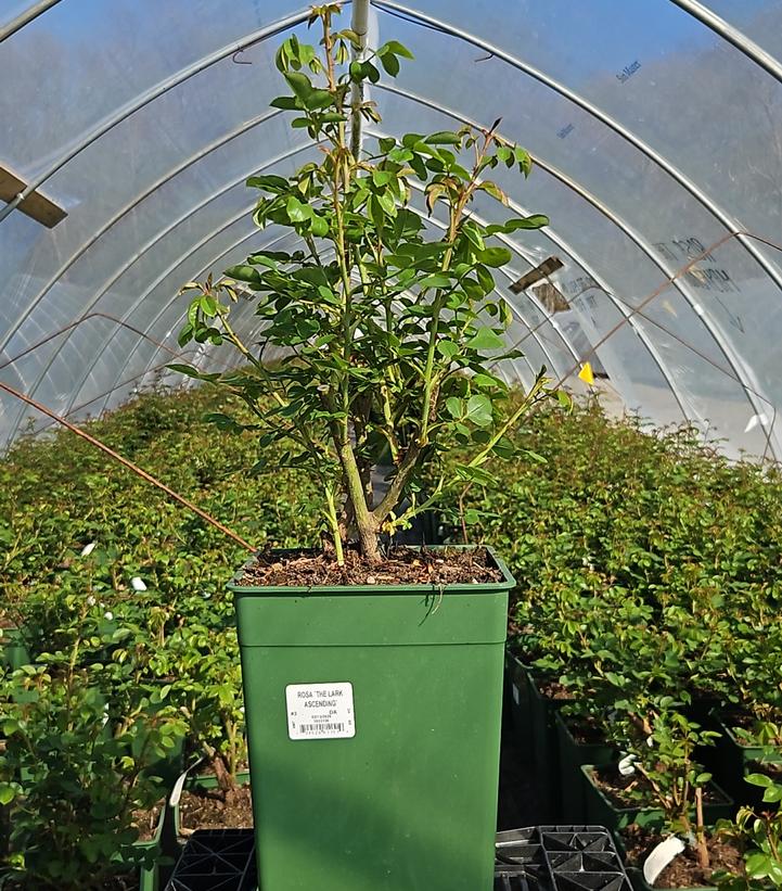 Rosa The Lark Ascending®