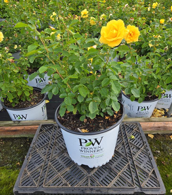 Rosa x Reminiscent® Yellow