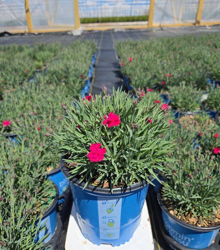 Dianthus gratianopolitanus Glamour Time™