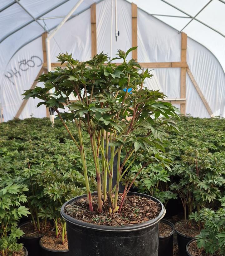 Paeonia x ITOH 'Scarlet Heaven'