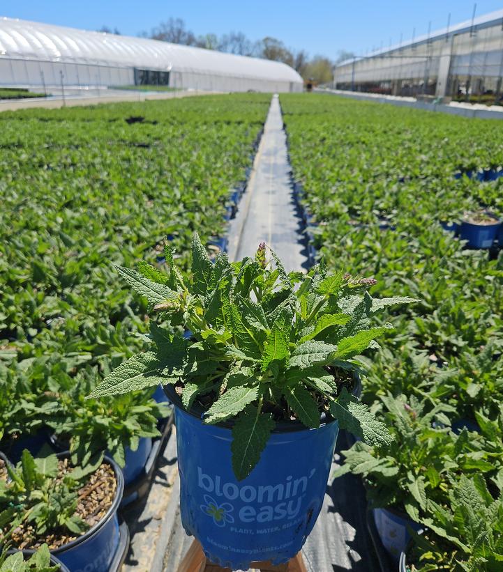 Salvia nemerosa 'Blue by You'