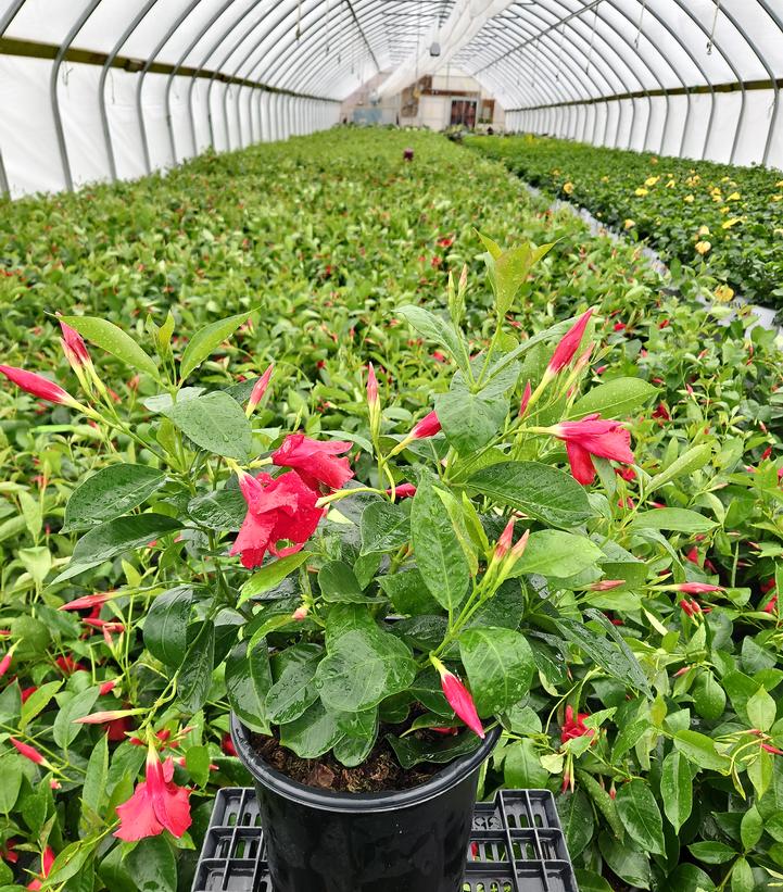 Mandevilla Sundenia® Red Improved