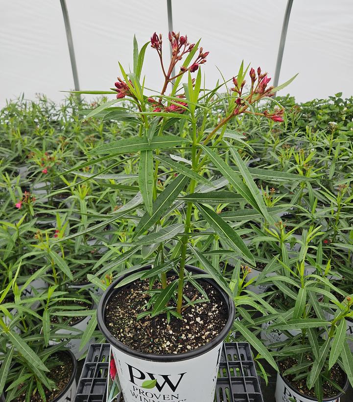 Nerium oleander OLÉ!™ Bicolor Red