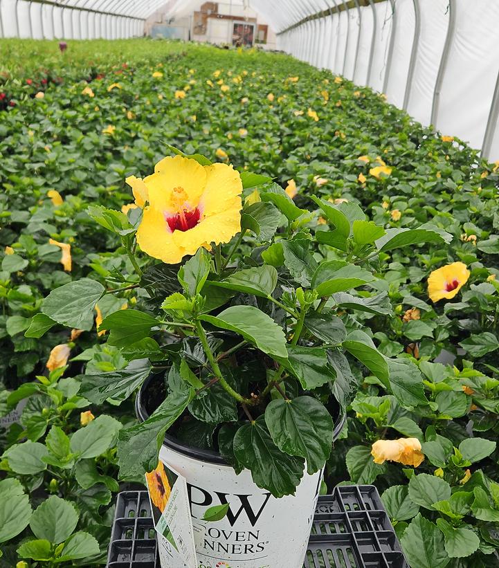 Hibiscus rosa-sinensis Hollywood Hibiscus® Golden Globe™