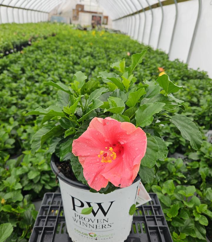 Hibiscus rosa-sinensis Hollywood Hibiscus™ Bloom Bash®