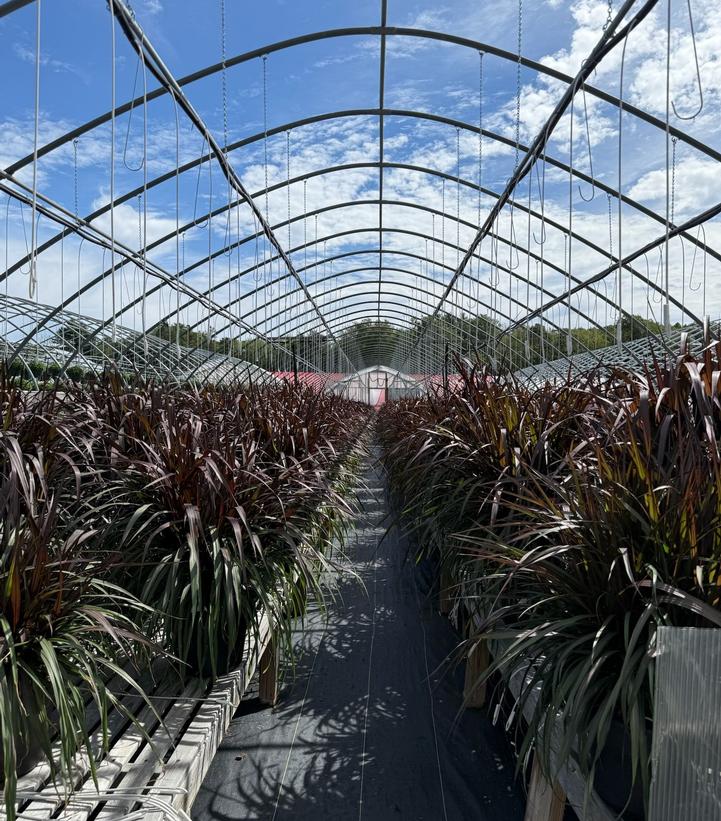 Pennisetum purpureum Graceful Grasses® Vertigo®