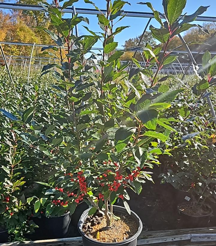 Ilex verticillata Magical® Berry