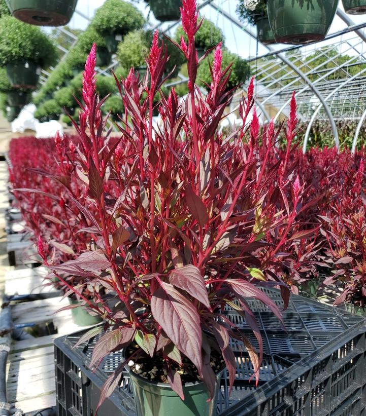Celosia 'Floriosa Red Dark Leaf'