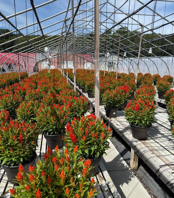 Celosia 'Kelos Fire Orange'