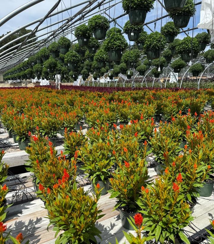 Celosia 'Kelos Fire Orange'
