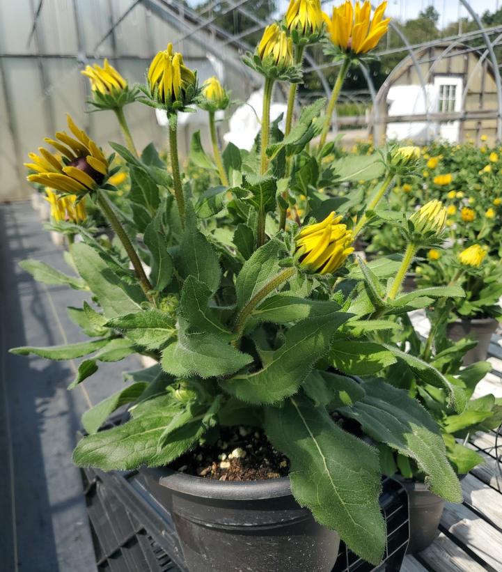 Rudbeckia x Sunbeckia® Marilyn