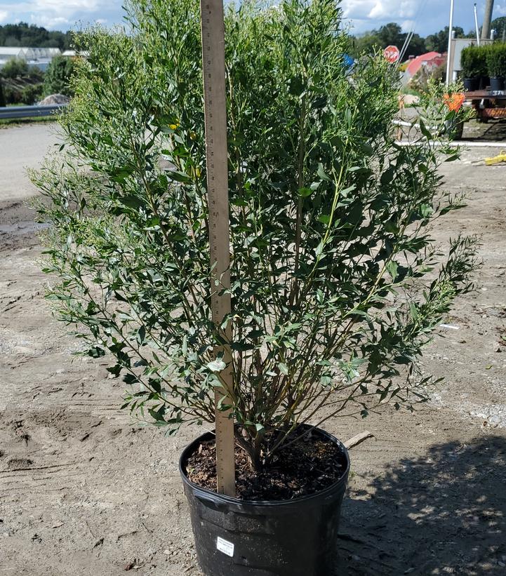 Baccharis halimifolia 