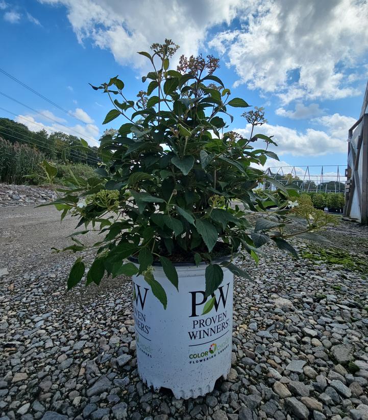 Viburnum plicatum var. tomentosum Steady Eddy®