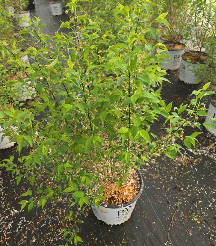 Prunus x Easy as Pie®