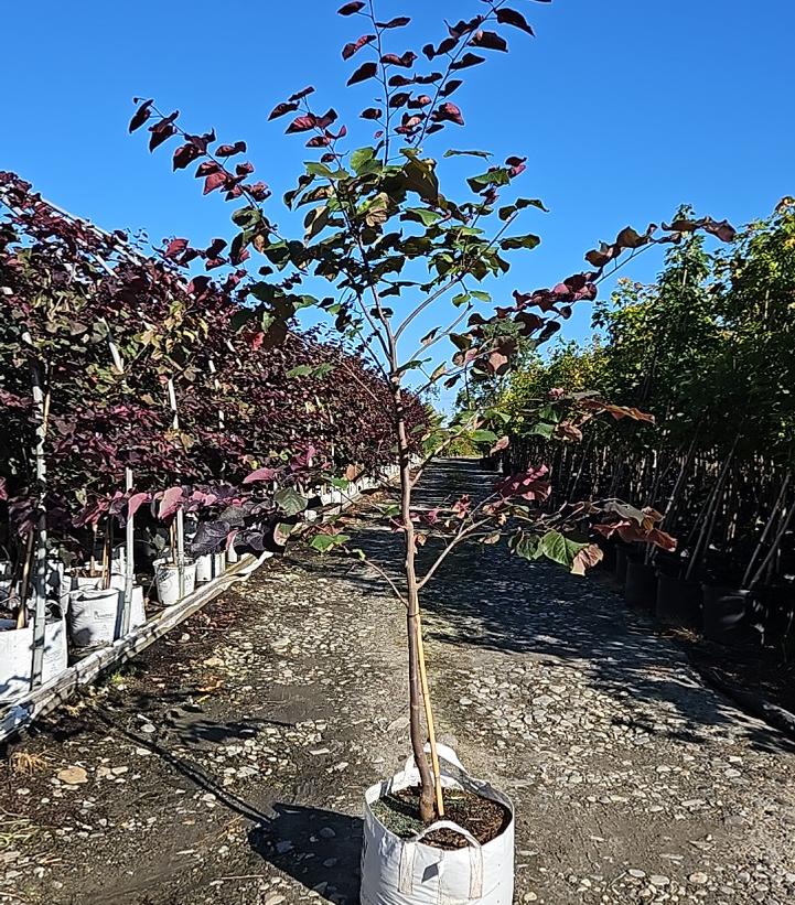 Cercis canadensis Midnight Express®